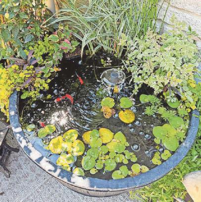 Roll out the barrel and dip into pond life