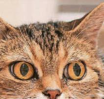 A crusty cat cancer cure