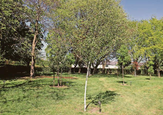 Cricket club's tree tribute to local war heroes