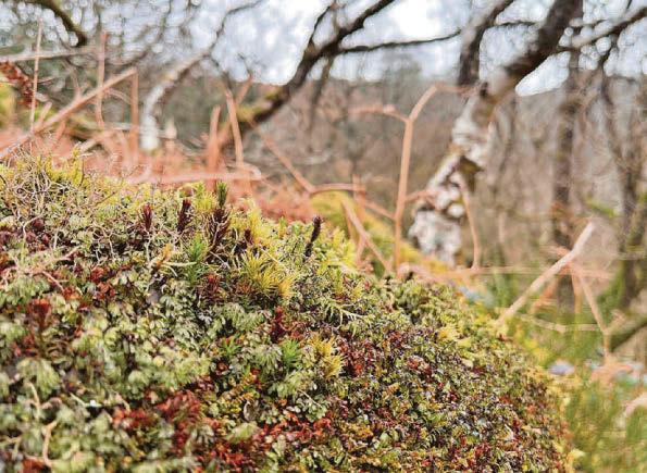 Island's habitat to be restored