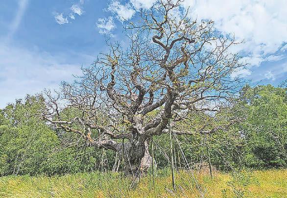 Has the lure of the screen ended tree-climbing?