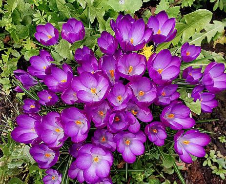 SEE YOU LATER POLLINATOR