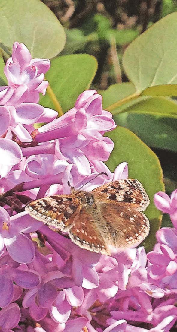 Rare butterfly puts paid to plans for new homes