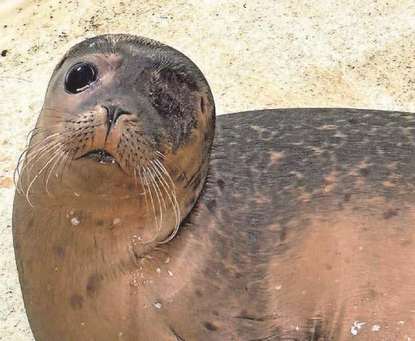 Rescued seal pup to be released back into wild after eye removal