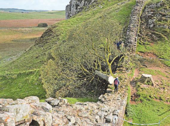 ARTISTS INVITED TO 'BREATHE LIFE' INTO WOOD FROM FELLED TREE