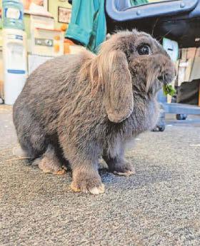 Farm's plea for safe return of stolen bunny Snowy