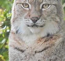 Lynx enclosure moves reintroduction closer