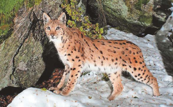 Reintroduction of lynx is a firm no