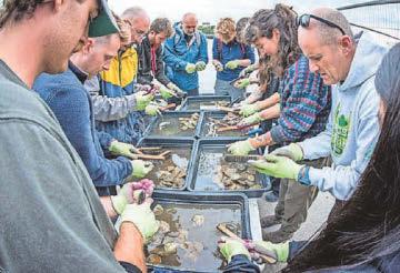 Native oysters return to the sea - with a little help from their friends