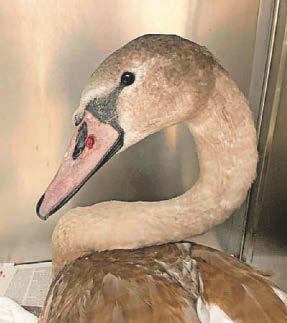 Young swan shot with ball bearing
