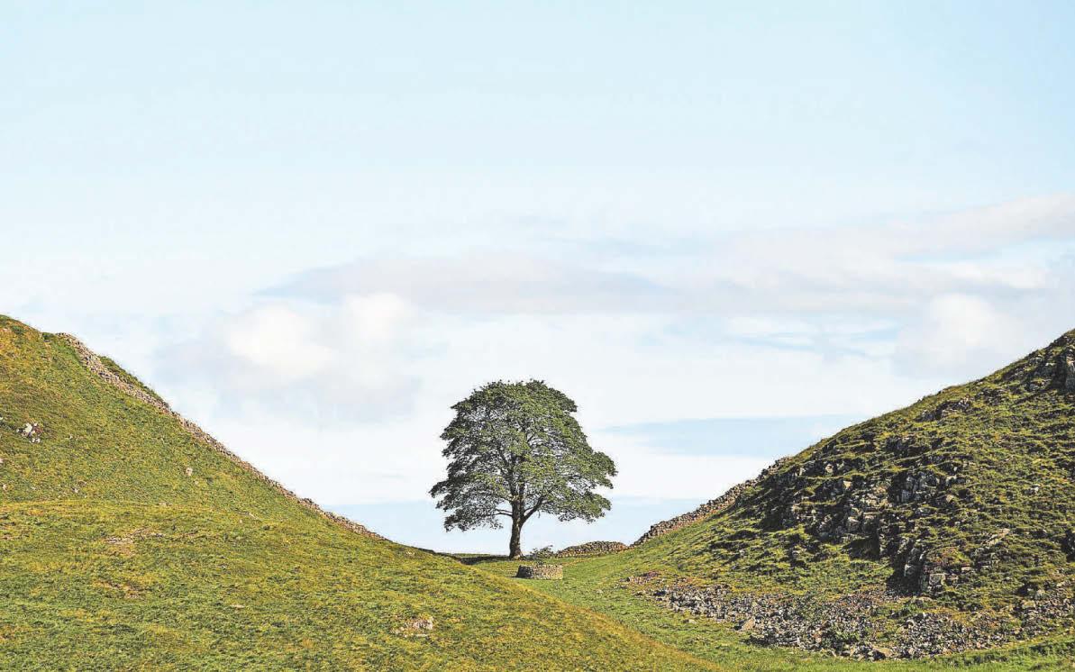 Saplings of hope to be planted across the UK