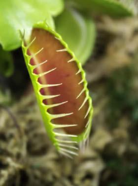 Plants your kids can get excited about