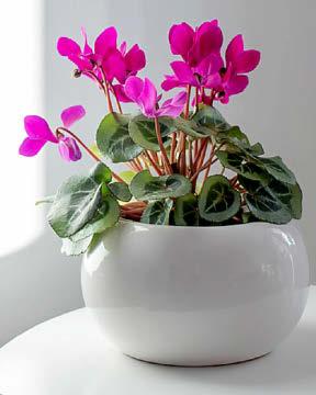 All hail the houseplant