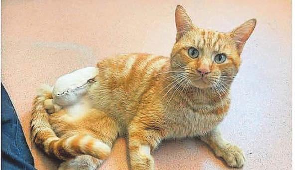 Charity appeals for funds by showing 12 Strays of Christmas