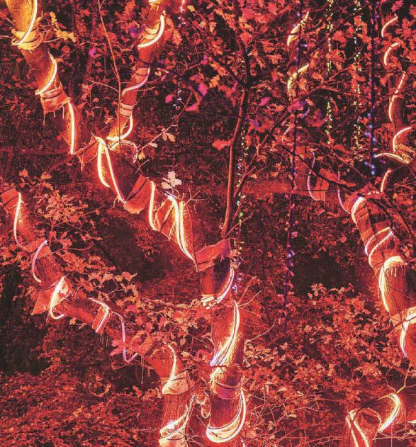 Northern Lights festive trail brings just the magic we need this winter