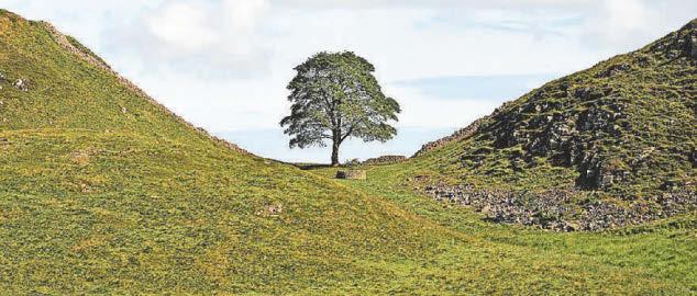 'Delight' as school's Gap tree sapling takes root