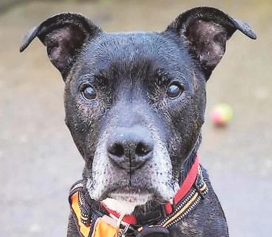 Neglected Reggie endured weeks of suffering