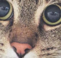 Calming our scaredy cat