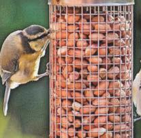 How many feathered friends can you count?