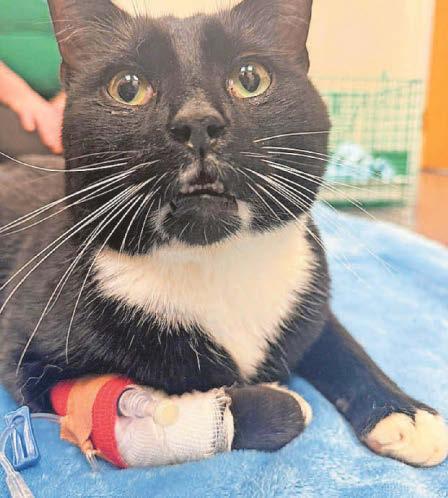 Cat Wolverine defies the odds after he's run over five times