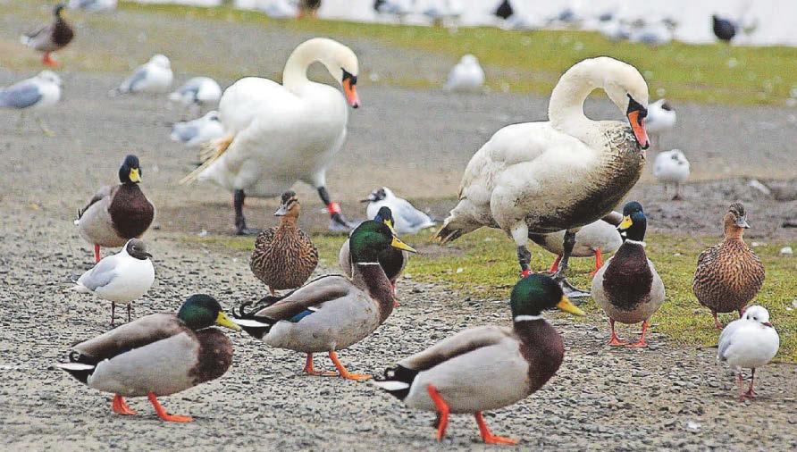 Trust celebrates increase in visiting bird species