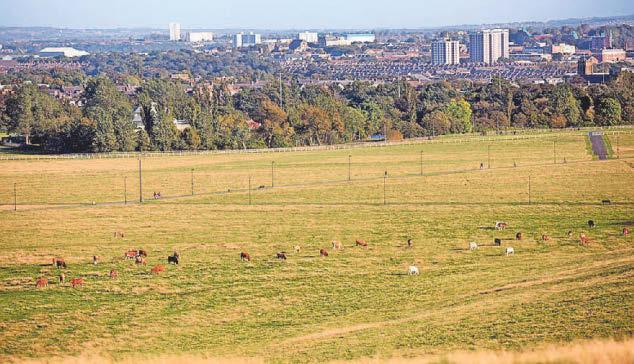 Festival plans axed to avoid Radio 1 clash