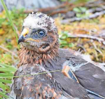 Four tracked rare birds of prey suspected illegally killed