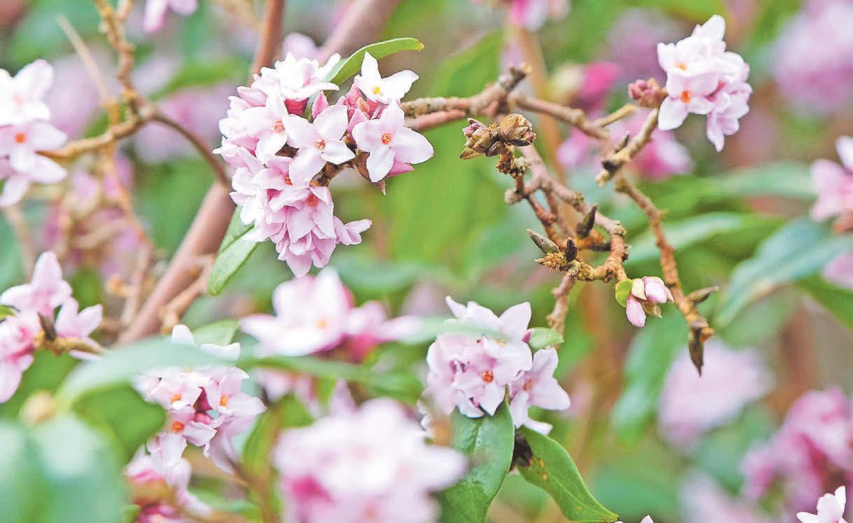 Best plants for uplifting scents