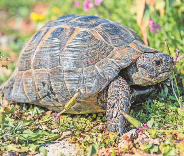 Sleepy tortoise not on a fast-food diet