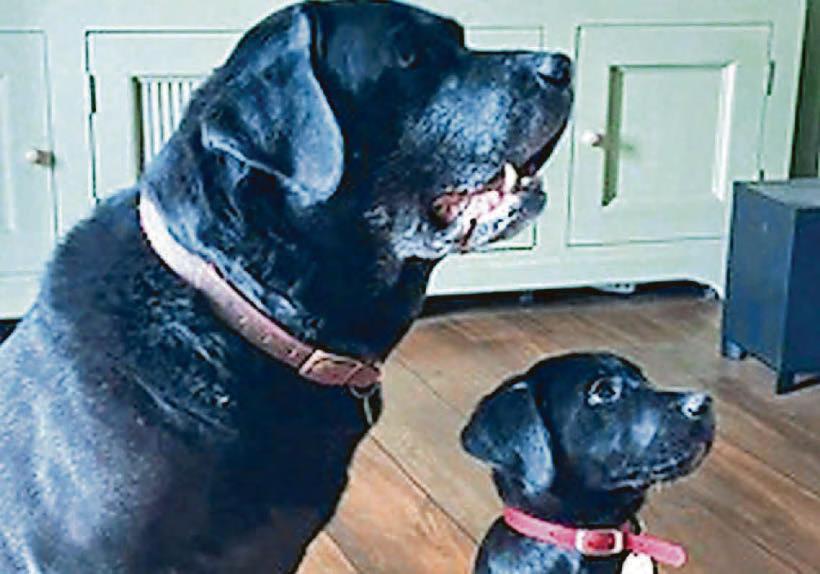 Finding a warm welcome for pooches in pubs...usually
