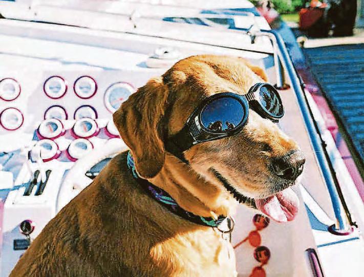 Growing number of people taking on 'imported' dogs