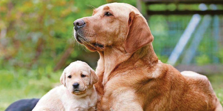 Best way to calm down a difficult dog is to be guided by another dog