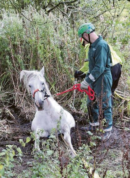 Horse is rescued from bog – and cow theft riddle
