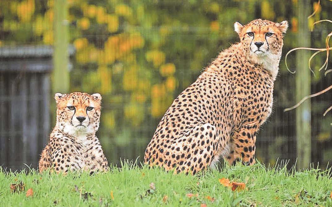 Zoo's new arrivals could help secure future of species