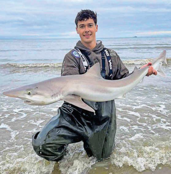 Rare shark caught - and released