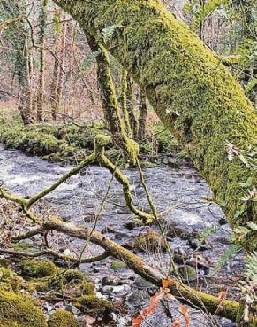 Few aware rare rainforest habitat can be found in UK