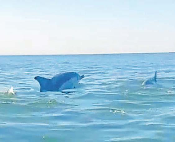 Kayakers treated to rare dolphins sighting off beach