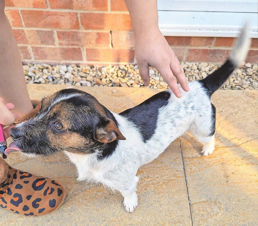 Man who repeatedly hit and dropped dog is jailed