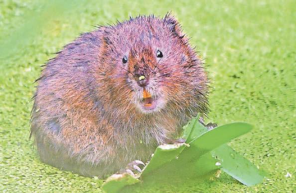 £13m scheme boosts rare wildlife but 'time running out' for nature
