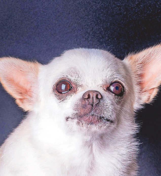 Sniffing out special care