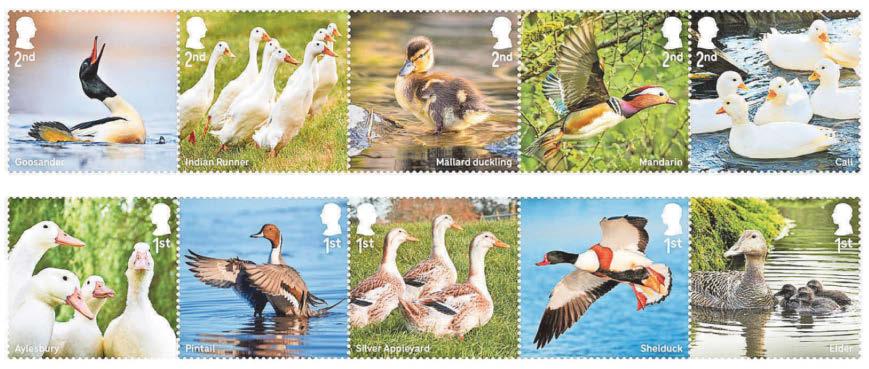 Quacking new set of stamps