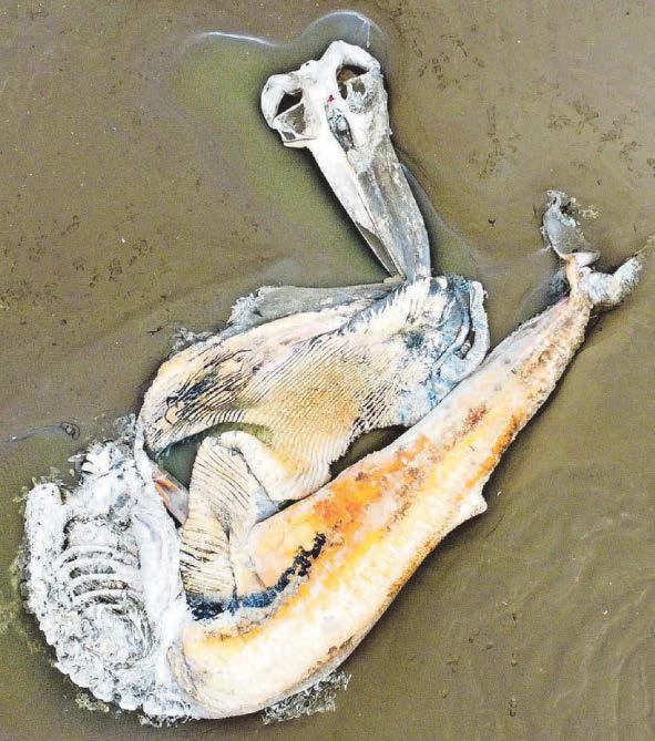 Snaps show off scale of whale