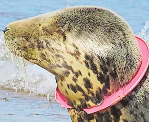 Support for ban on ring toys at local beaches