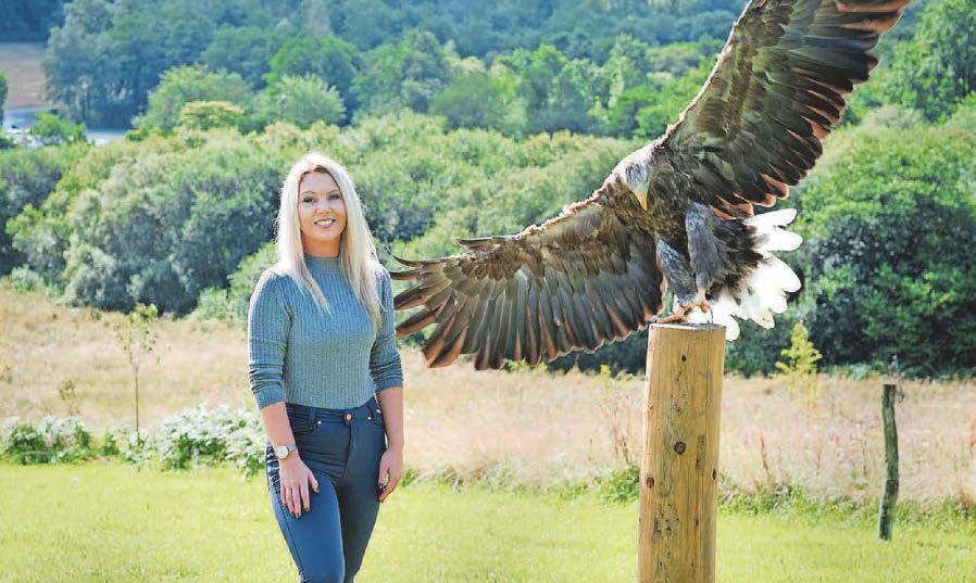 Eagles set to soar in skies of South Wales?