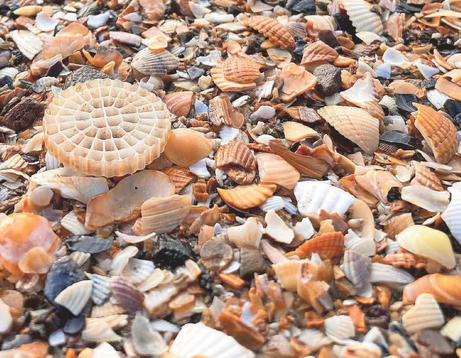 Huge clean-up as plastic discs are washed ashore