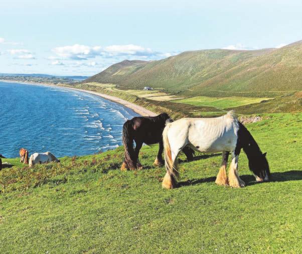 National Trust threat to remove grazing horses from Rhossili