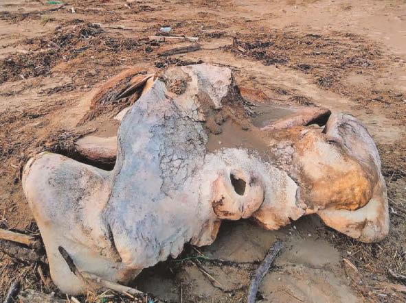 World's second biggest animal left on beach to rot