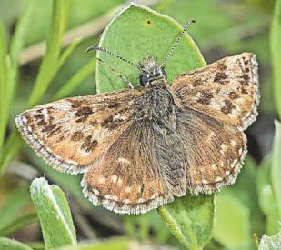 Bungalows thwarted by butterflies
