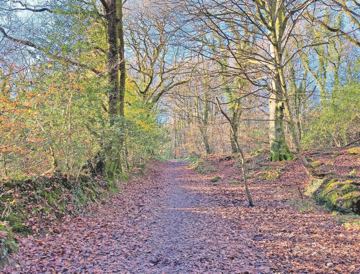 Woodland route plans shelved after backlash