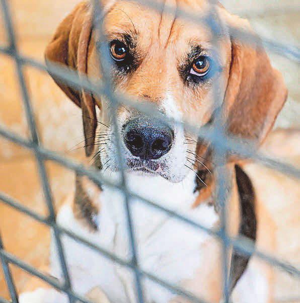 Investigation amid concerns over animal rescue centre